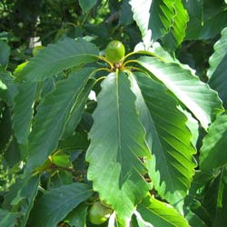 Quercus prinus, Quercus montana
